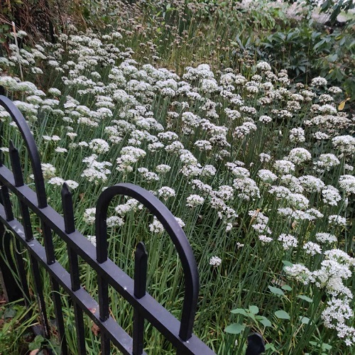 Garlic chives.jpg